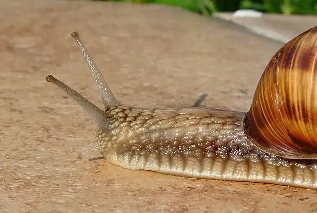 seashells image