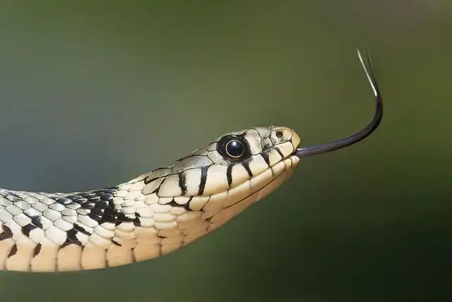 serpent image