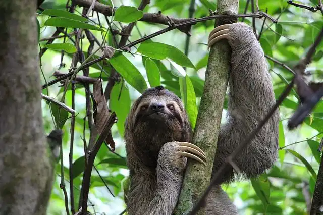 sloth image
