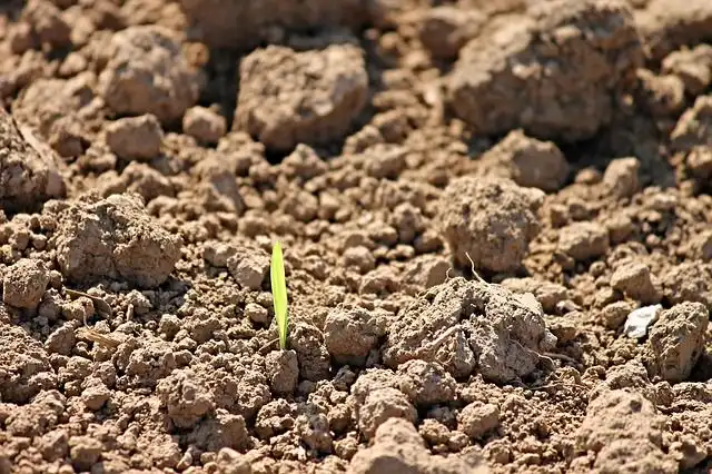 sowing-seeds image