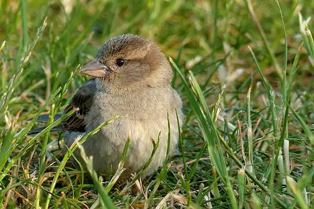 sparrow image