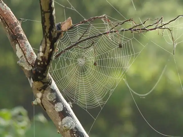 spider-web image