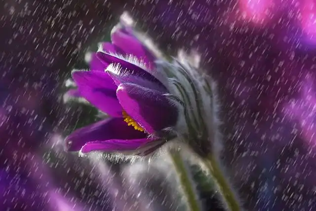 spring-rain image