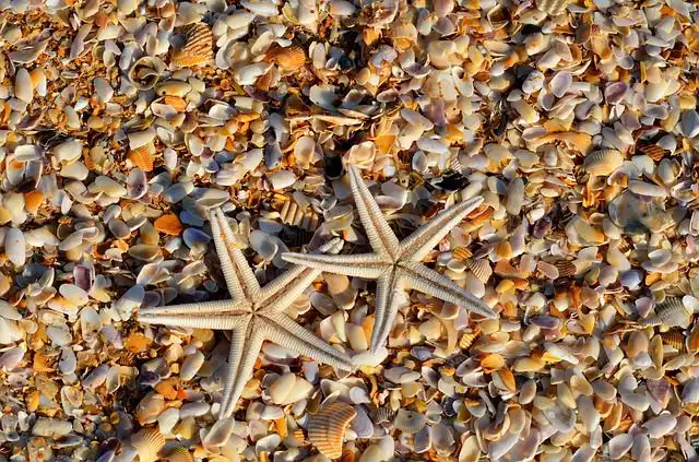star-fish image