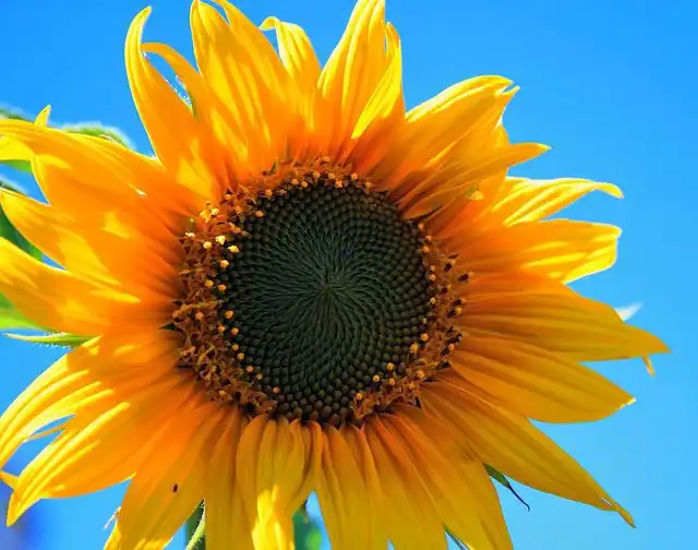sunflowers image