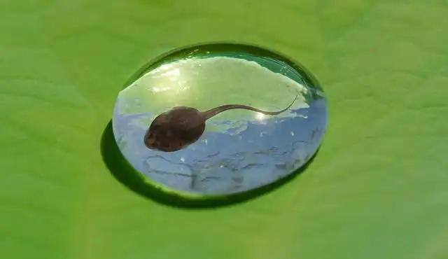 tadpole image