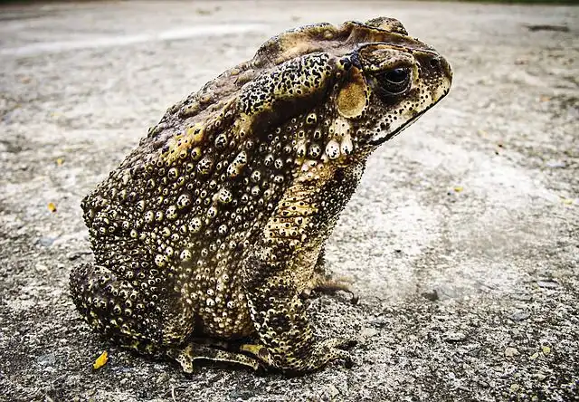 toad image