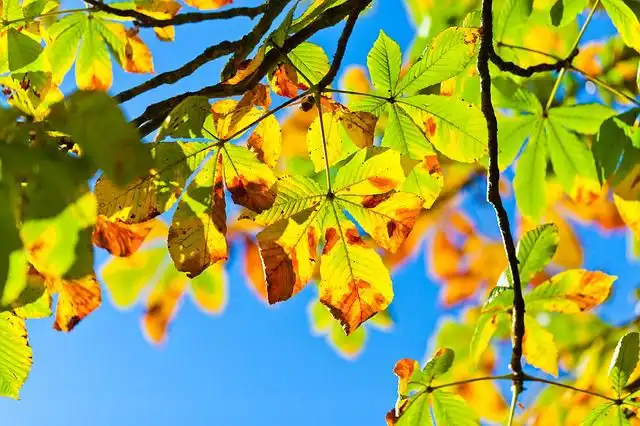tree-leaves image