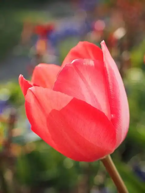 tulip image