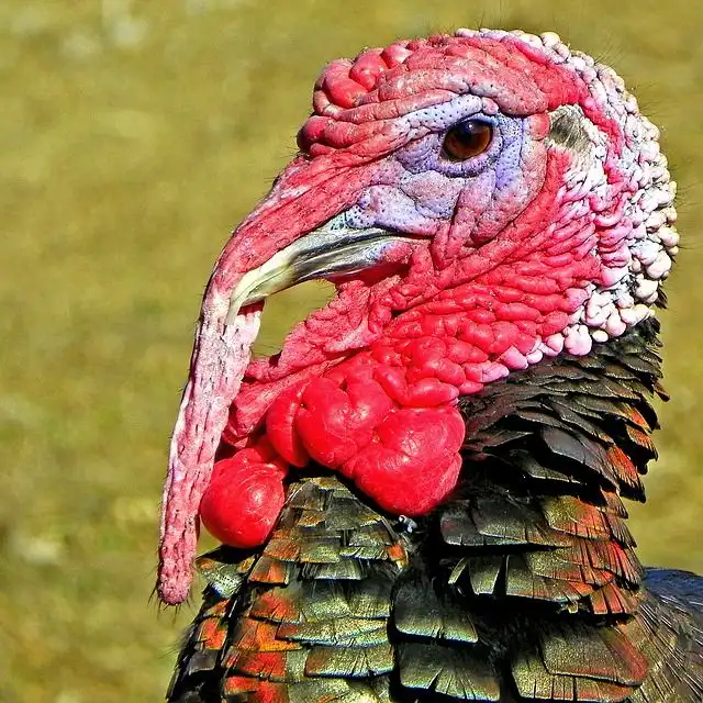 turkeys image