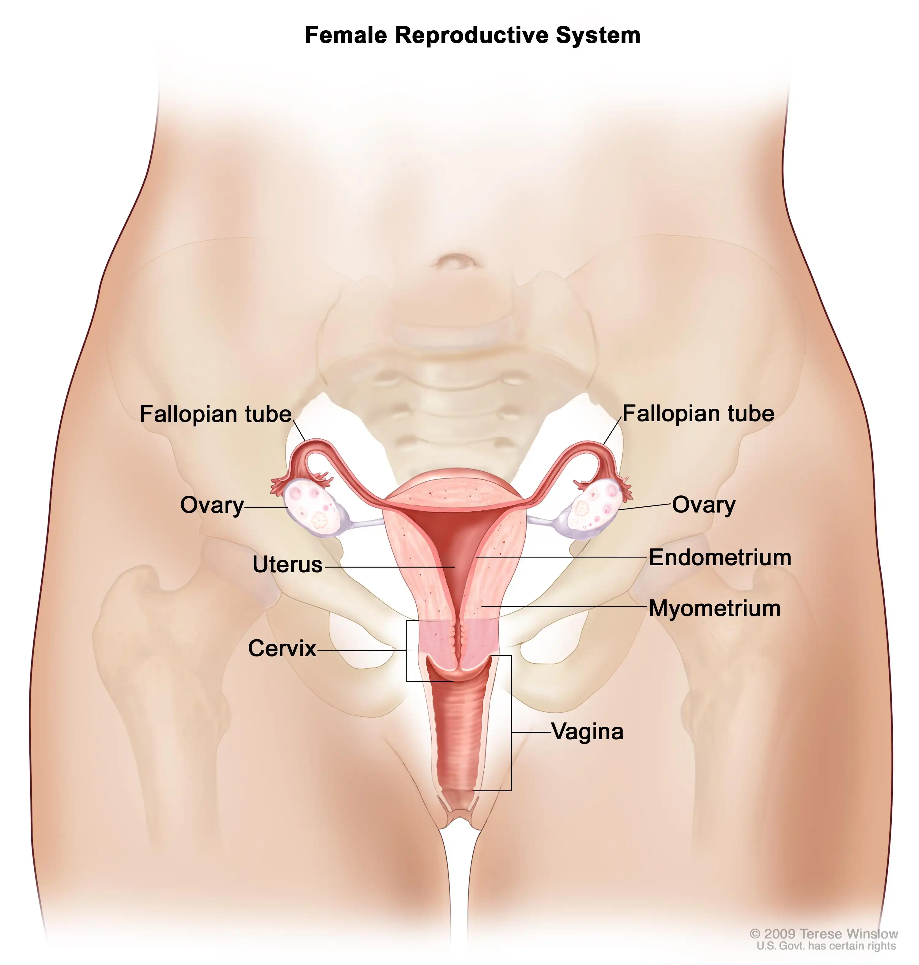 uterus image